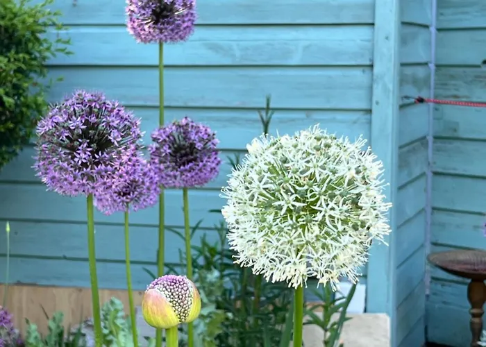 Homestay szállás King Bedroom En-suit Bathroom, Easy To Centre Foxrock